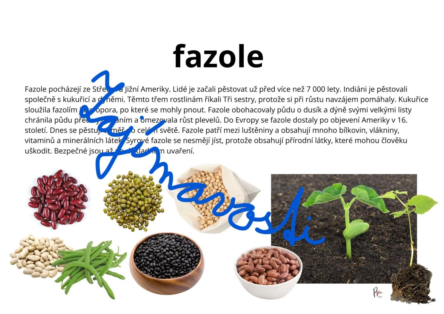Připravujeme zdravé ovocné a zeleninové saláty – náhled 5