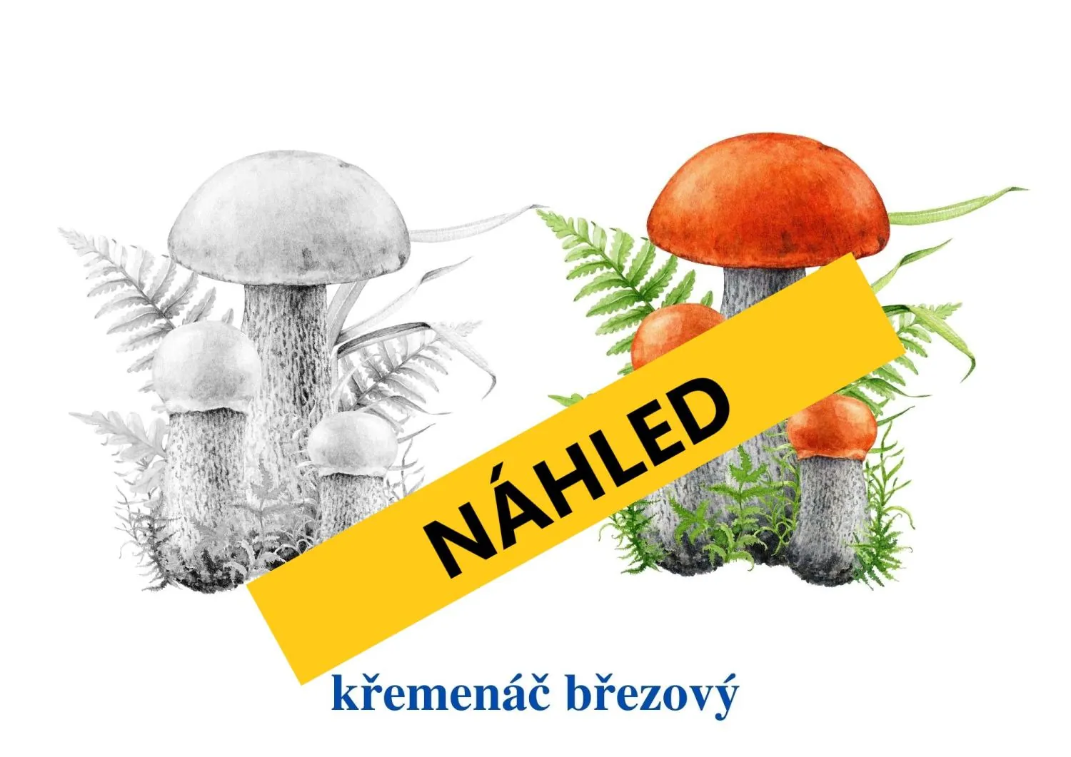 Poznáváme naše houby - Tvoříme lapbook - Vaříme bramboračku – náhled 3