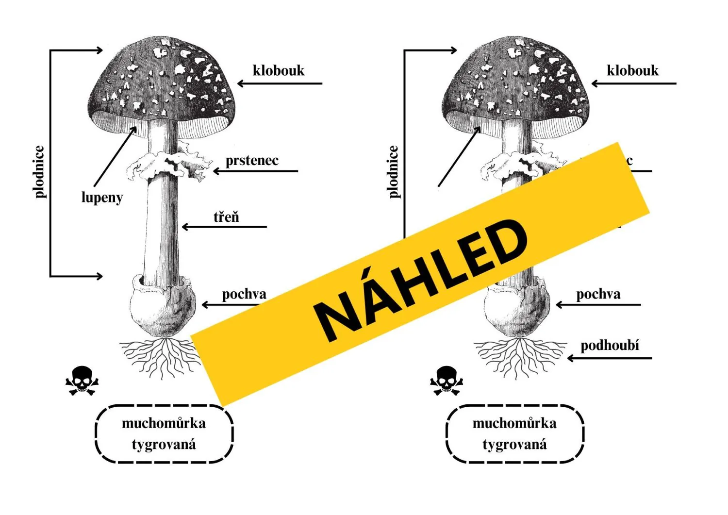 Poznáváme naše houby - Tvoříme lapbook - Vaříme bramboračku – náhled 5