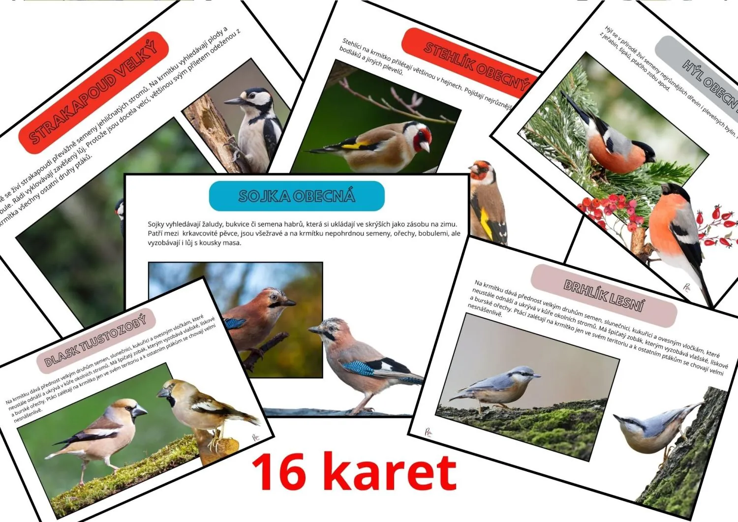 POZNÁVÁNÍ NÁVŠTĚVNÍKŮ NAŠICH KRMÍTEK – náhled 4
