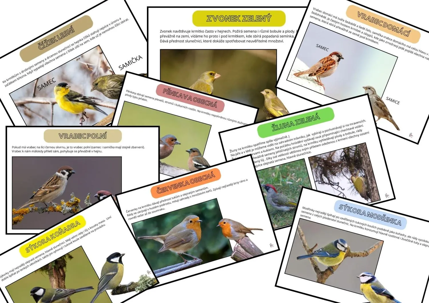 POZNÁVÁNÍ NÁVŠTĚVNÍKŮ NAŠICH KRMÍTEK – náhled 5